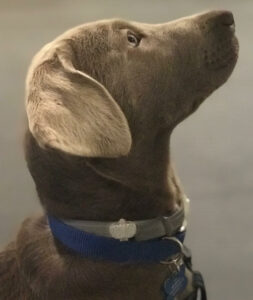 profile of a dog looking up patiently